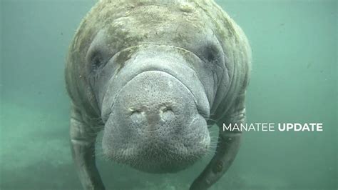 A Follow Up with Save the Manatee Club for Manatee Appreciation Day – 4ocean