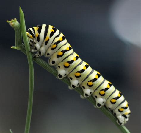 A lime green caterpillar with black stripes and yellow dots eating a plant | Green caterpillar ...