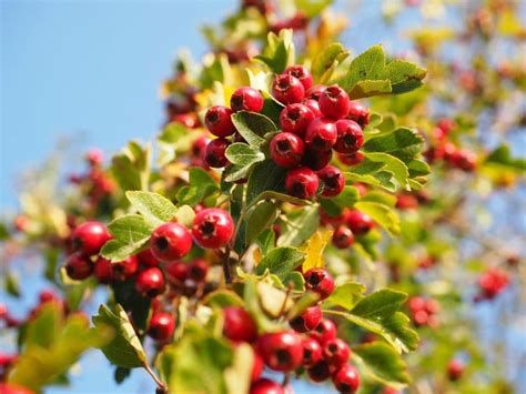 Hawthorn Berry - Learn About Nature