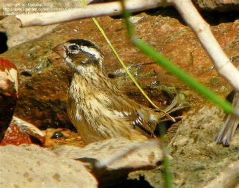 Bird Identification: CLOSED: Some kind of grosbeak?, 1 by Elphaba