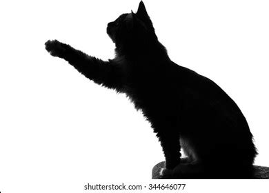 Fluffy Cat Silhouette Photos, Images & Pictures | Shutterstock