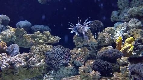 Vancouver Aquarium Lionfish - YouTube