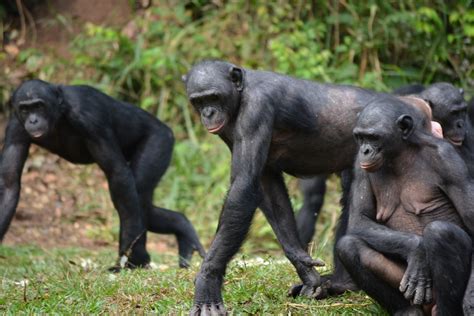 動物界の“代理婚活”？ ボノボの母親は同居する息子のためにパートナーを見つける｜Infoseekニュース