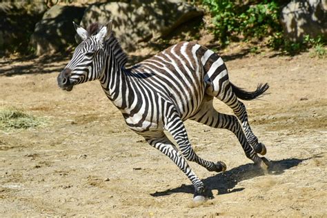 Plains Zebra | The Maryland Zoo