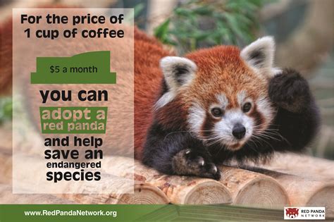 When you adopt a red panda, you help the Red Panda Network forest ...