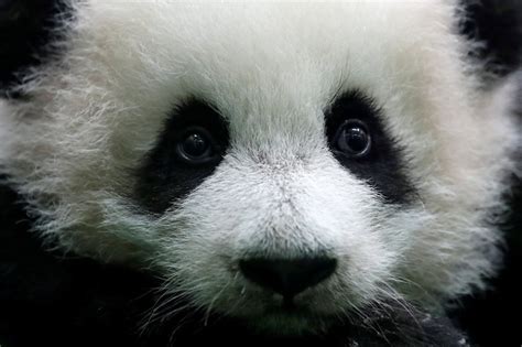 Second Fluffy Baby Panda Makes Debut at Zoo Negara & We Can't Handle Its Cuteness!