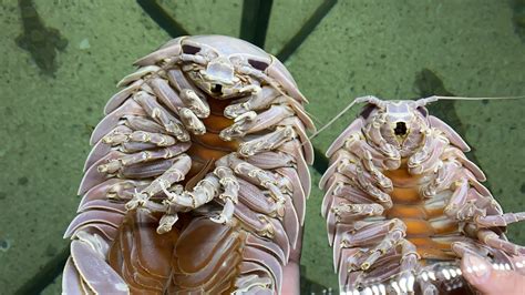 "Unveiling the Enigmatic Giant: The Astonishing 2.7-Meter Long Centipede of UK Wildlife". sm ...