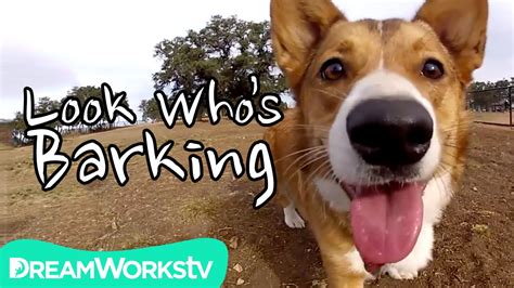 Talking Dogs Chew on Your Funny Bone | LOOK WHO'S BARKING - YouTube