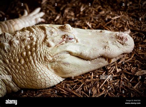 White alligator albino hi-res stock photography and images - Alamy