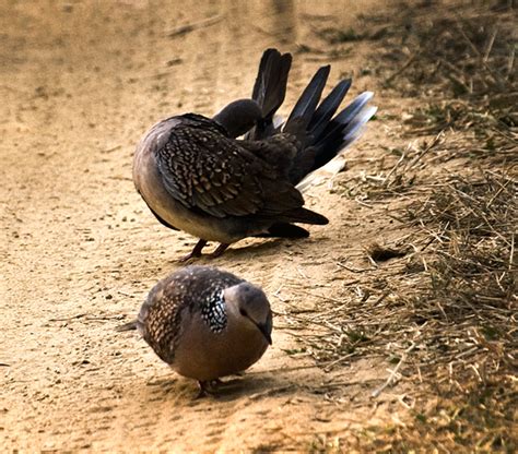 Kanha Wildlife on Behance