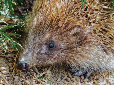 Cute Hedgehog in it`s Natural Habitat Outdoors in the Forest Stock Image - Image of spikes ...