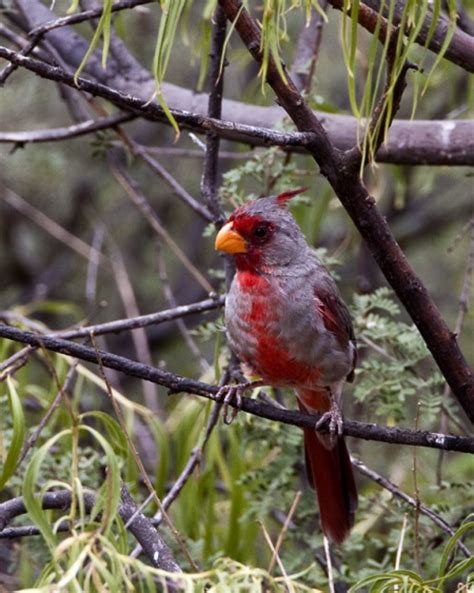 Pyrrhuloxia - BirdForum Opus | BirdForum