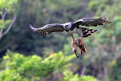 Harpy Eagle with a Sloth : natureismetal