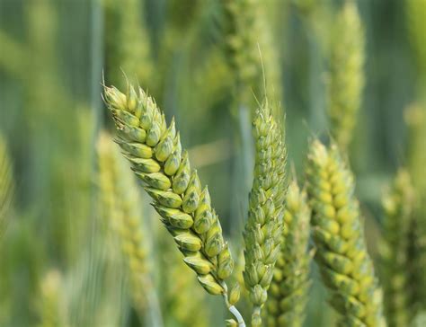 The Benefits of Growing Winter Wheat - Hageman Realty, Inc.