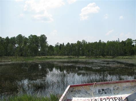 Gulf Coast Gator Ranch & Airboat Swamp Tours (Moss Point, MS): Hours ...