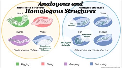 Homologous And Analogous Structures - cloudshareinfo