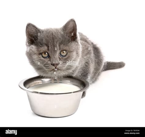 Cute funny kitten drinking milk on white background Stock Photo - Alamy