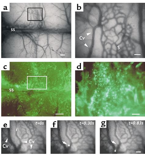 Intravital microscopy of the parietal BM in NOD/SCID mice. (a ...