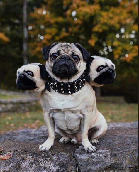 Doug the Pug as Cerberus : r/aww