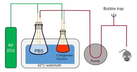 In Vivo Murine Liver Perfusion: A Method to Infuse the Rodent Liver with Solution via the Portal ...