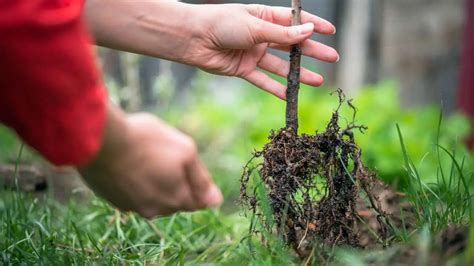 How To Grow Fruit Trees From Seeds? – Slick Garden