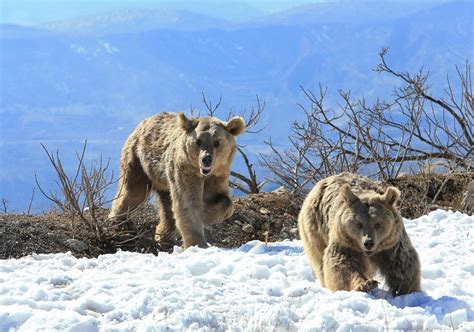 Syrian Brown Bears Try To Attack Their Rescuers