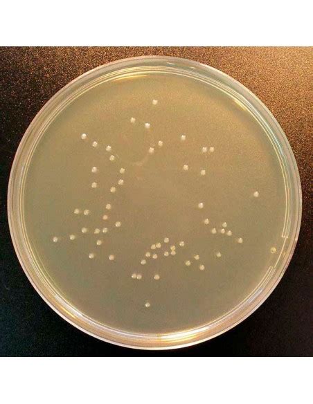 Tryptic Soy Agar (TSA), 500g