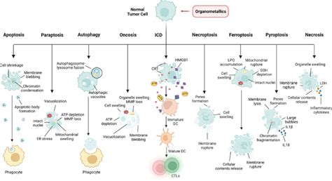 Main cell death pathways have been identified to date that can be... | Download Scientific Diagram