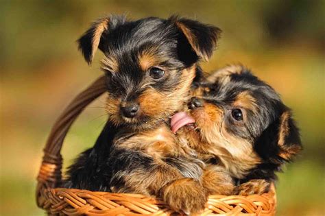 Furry Babies Has the Cutest Yorkie Puppies for Sale Anywhere, Come ...