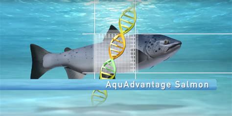 GMO AquAdvantage salmon gains FDA approval - Business Insider