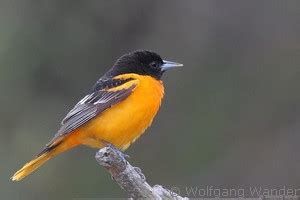 Maryland State Bird - Baltimore Oriole