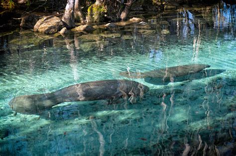 Manatees At Three Sisters Springs Stock Photo - Download Image Now - iStock