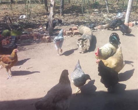 Local Chicken Farming in Uganda, Rearing Tips