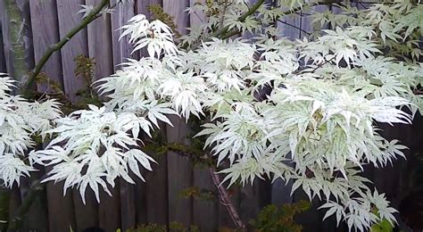 Ukigumo Japanese Maple - Halifax Perennials Inc.