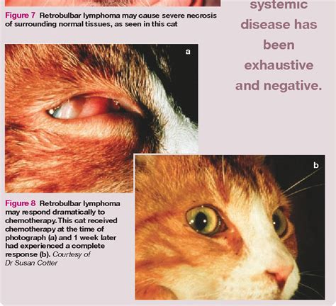 How To Diagnose Gi Lymphoma In Cats - GUWQD