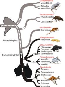 Marsupial - Wikipedia