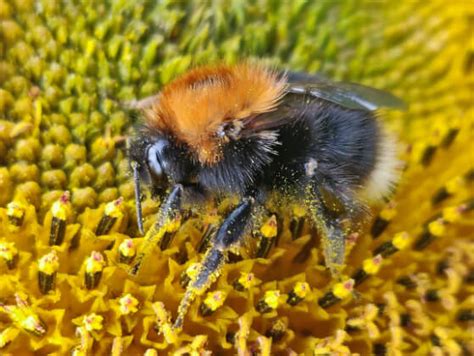 We support the Bumblebee Conservation Trust | New Forest Escapes