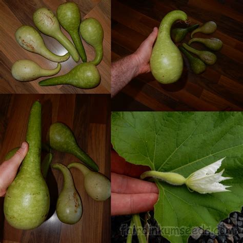 Lagenaria Siceraria Gooseneck Gourd Calabash Seeds | Fair Dinkum Seeds