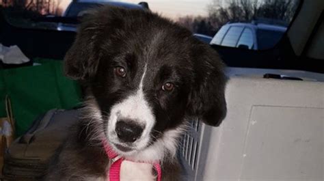 Puppy traveling home with Bangor police arrives in Maine | WGME