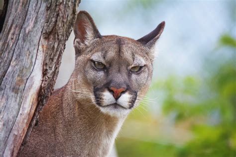 Puma - suçuarana ou onça-parda - ecologia, características, fotos - InfoEscola