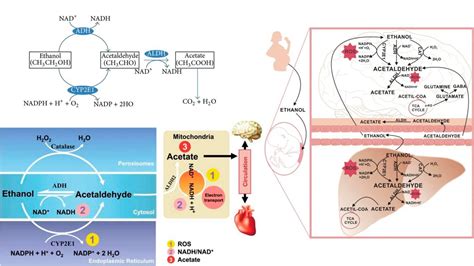 Metabolic Process - Biology Notes Online