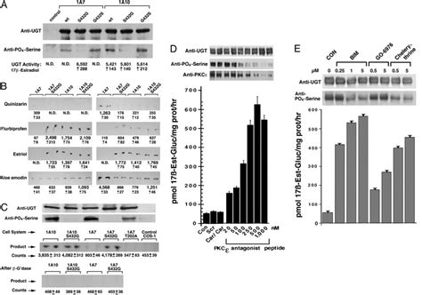 Altered substrates of UGT1A7 after dephosphorylation. (A)... | Download Scientific Diagram