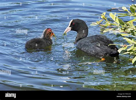 eurasian coot feeds her chick in water Stock Photo - Alamy