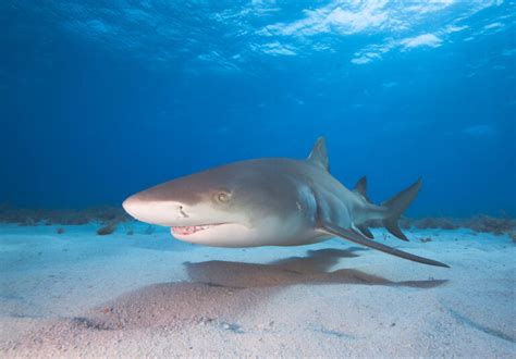 The Remarkable Lemon Shark: Gentle Giants of The Sea