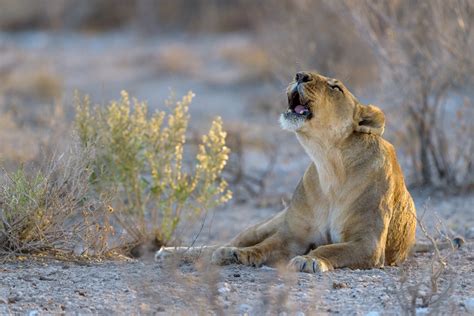 Lioness roaring / Mammals / Webshop - Richard Guijt Photography