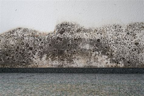 Mold and Mildew - Do you know the difference between the two? | A&J ...