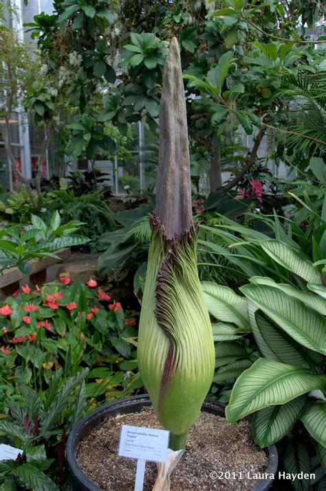 Durable Gardening: Amorphophallus titanum