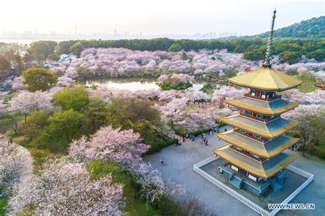 Aerial photos show cherry blossoms at East Lake in Wuhan(1/11)