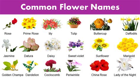 List of Common Flower Names - Flower Vocabulary - GrammarVocab