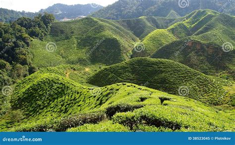 Tea Plantation Cameron Highlands. Stock Image - Image of plant, malaysia: 38523045